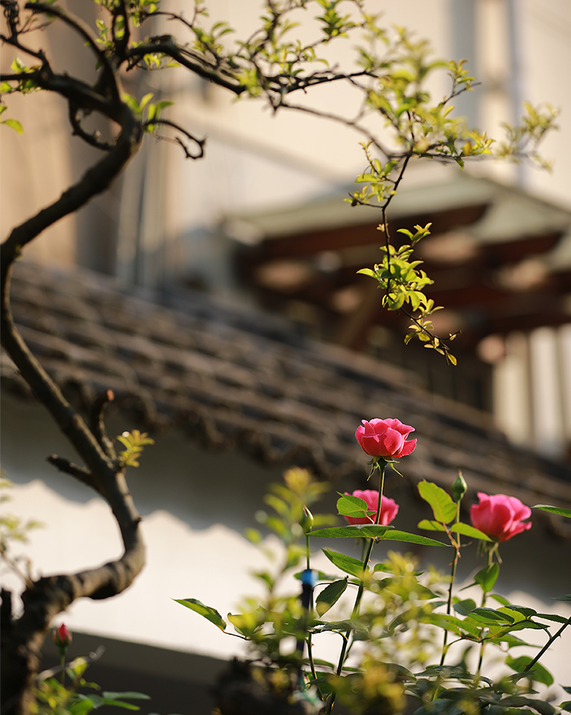 花常开